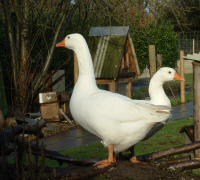 My two grand old geese