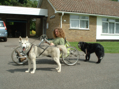 Kaya the husky working in harness with a handcycle