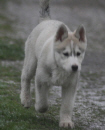 Kaya the husky as a puppy