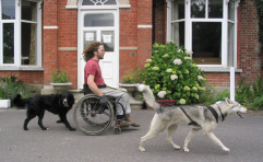 Kaya the husky pulling Steve in his wheelchair with Trip running along behind