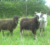 The first three Soay ewes